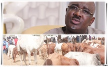 Gamou de Tivaouane: Le député Farba Ngom a fait un beau geste avec le convoi d’une trentaine de bœufs et un chameau vers la cité religieuse