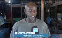 Cuisses de poulets importées sur le marché: Les gros bonnets de l'importation, accusés de contribuer à la faillite de beaucoup d'aviculteurs