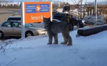 Canada : elle se retrouve nez à nez avec un lynx