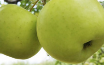 Manger des pommes réduit le risque d’asthme