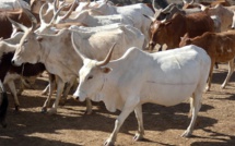 30 bœufs de 10 millions FCfa, escroqués: Le berger de Serigne Saliou Thioune, déféré au parquet