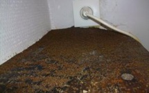 Des milliers de fourmis saccagent un village d'Ardèche