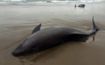 Les dauphins prédisent-ils les tremblements de terre?