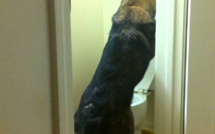 Faire pipi aux toilettes, tirer la chasse ? Facile pour ce chien!