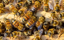 Panique vendredi à Thilogne en plein ziarra : Sortie de son nid, une colonie d’abeilles sème la terreur