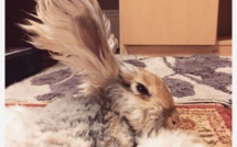 On a découvert le lapin avec les plus grandes oreilles de toute la toile… Il faut le voir pour y croire !