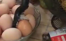 Un serpent gobe un oeuf dans leur cuisine