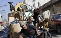 Au Brésil, il y a plus de chiens que d'enfants