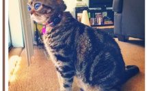 Les yeux étranges de ce chat lui valent d'être surnommé "alien"