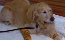  Un chien d'aveugle sauve sa maîtresse !