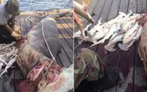 Un pêcheur fait une étrange découverte en découpant un requin