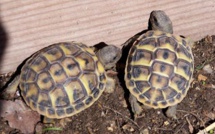 Madagascar : une Egyptienne arrêtée avec 403 tortues dans ses valises