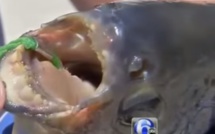 Un poisson mangeur de testicules a été retrouvé dans un lac !