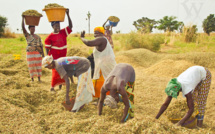 3e édition du concours «Ayute Africa challenge» : Un soutien aux porteurs de projets innovants pour l’agriculture