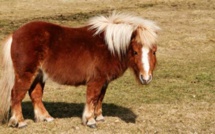 Paris – Un homme de 74 ans surpris en train de violer un poney dans un centre équestre