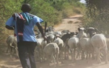 Sédhiou / Plus de 900 têtes de bovins volées : Les éleveurs manifestent et réclament justice