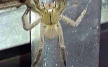 Un drame évité de justesse avec cette affreuse araignée