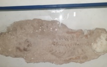 Découverte :  Des squelettes de plus de 1000 ans à Dakar...