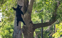 Un ours "tombé du ciel" au Colorado, clap deuxième