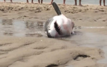 Des vacanciers sauvent un requin blanc échoué