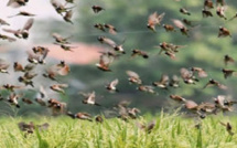 Saint-Louis : Des champs de riz menacés par les oiseaux granivores