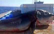 Fake ou pas? Un énorme requin capturé au large de l'Australie