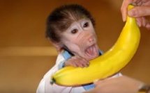 Ils volent un singe au zoo pour l'offrir à leur fille