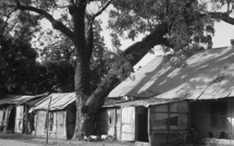 Khay Senghor à Keur Madiabel : L'arbre où Léopold Sédar Senghor a été molesté