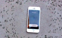 Une colonie de fourmis "vénère" un iPhone