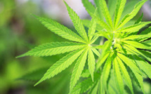 Des policiers espagnols étourdis par l'odeur de la marijuana saisie