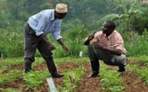 Dispute entre Marie Ndiago et le cultivateur... - A Mourir de Rire