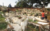 Bamako: A quelques jours de la fête de tabaski : Les moutons vendus à prix d’or