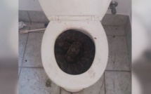 Australie : Des serpents se logent dans les cuvettes des toilettes pour échapper à la chaleur