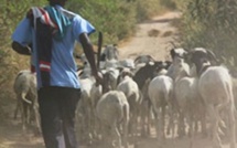 Dahra Djoloff : Les voleurs dérobent les moutons de Tabaski de l’adjoint au sous-préfet de Sagatta
