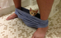 30 photos qui prouvent enfin que les chats et le respect, ça fait deux… Quels malpolis !