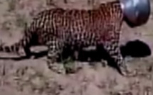 Un léopard reste près de 4 heures la tête coincée dans un pot