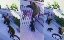 Trois grizzlis pénètrent dans une propriété et tombent sur un adversaire inattendu