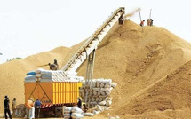 Campagne de commercialisation : La Sonacos vise 300.000 tonnes de graines d’arachide