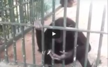 Un singe fume une cigarette au parc de Hann