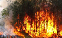 Recrudescence des feux de brousse : « 222 cas dans les régions de Tambacounda, Matam et Louga », annonce le Directeur des Eaux et Forêts