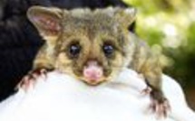 15 bébés animaux qui sont là pour vous