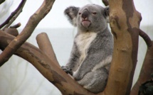32 koalas complètement défoncés