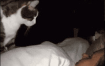 29 chats qui veulent voir le monde brûler