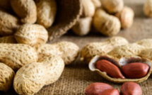 Allergie à l'arachide : découverte d'un traitement