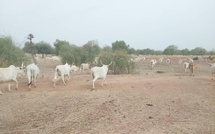 Vol de bétail : Le Sénégal subit une perte annuelle de près de 2 milliards de francs Cfa