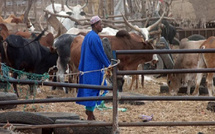 Partenariat avec les jeunes du ranch De Dolly : Mabouba Diagne annonce un investissement de 700 millions pour dynamiser l’élevage