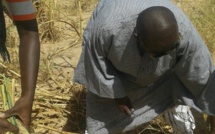 Samuel Sarr dans les champs de son guide spirituel...