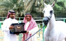 Arabie Saoudite : Un célèbre cheval de course sera exécuté à cause de son Homosexualité