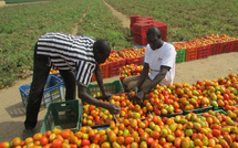Horticulture au Sénégal : Un levier stratégique pour la souveraineté alimentaire, selon le ministre de l’agriculture