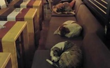Ce café grec abrite des chiens errants toutes les nuits